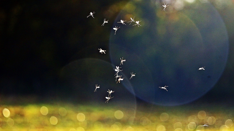 Katasztrófavédelem: a Duna mentén folytatódik az országos szúnyoggyérítés