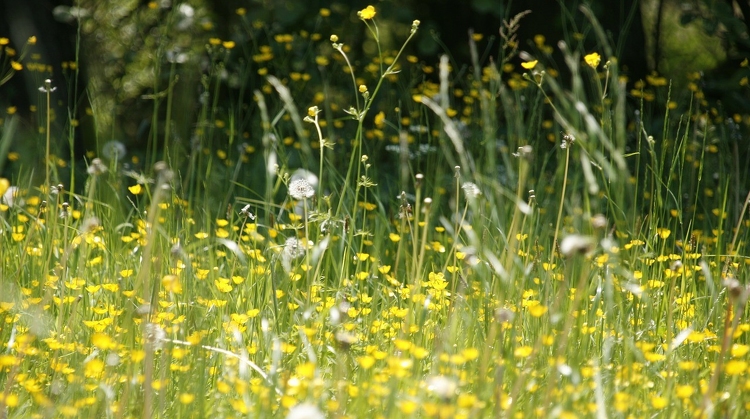 Egyre inkább erősödik az allergiát, szénanáthát okozó nyári füvek virágpor termelése