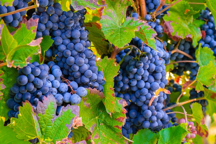 Az ország legszebb szőlőbirtokai közt szerepel a szekszárdi borvidék