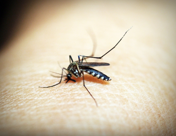 Folytatódik a szúnyoggyérítés Baján is