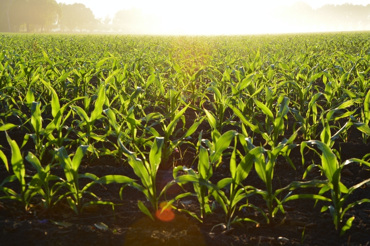 Jelentősen elmarad a kukoricatermés a sokéves átlagtól Tolnában