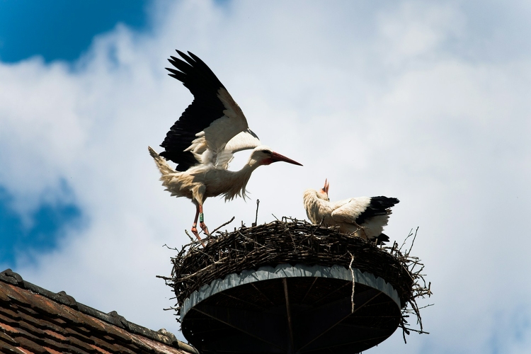 Új fészektartókkal segítik a gólyákat: a legtöbbet Baranya, Tolna és Somogy megyében helyezik ki