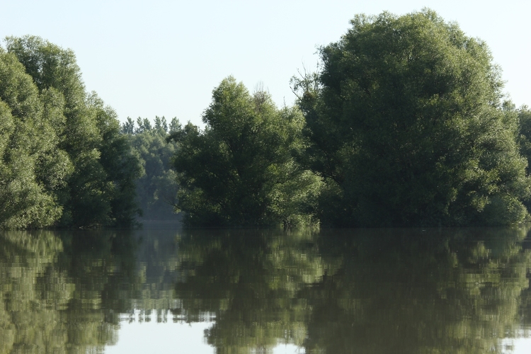Szinte a teljes Gemenci erdőre erdőlátogatási tilalmat rendeltek el a Duna áradása miatt